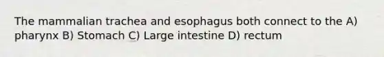 The mammalian trachea and esophagus both connect to the A) pharynx B) Stomach C) Large intestine D) rectum