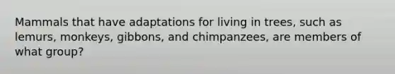 Mammals that have adaptations for living in trees, such as lemurs, monkeys, gibbons, and chimpanzees, are members of what group?