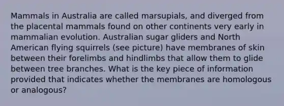 Mammals in Australia are called marsupials, and diverged from the placental mammals found on other continents very early in mammalian evolution. Australian sugar gliders and North American flying squirrels (see picture) have membranes of skin between their forelimbs and hindlimbs that allow them to glide between tree branches. What is the key piece of information provided that indicates whether the membranes are homologous or analogous?