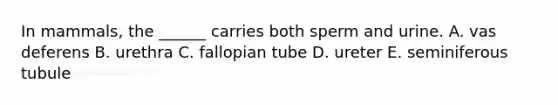 In mammals, the ______ carries both sperm and urine. A. vas deferens B. urethra C. fallopian tube D. ureter E. seminiferous tubule