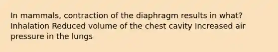 In mammals, contraction of the diaphragm results in what? Inhalation Reduced volume of the chest cavity Increased air pressure in the lungs