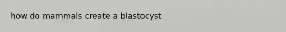 how do mammals create a blastocyst