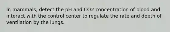 In mammals, detect the pH and CO2 concentration of blood and interact with the control center to regulate the rate and depth of ventilation by the lungs.