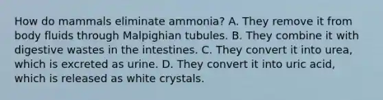 How do mammals eliminate ammonia? A. They remove it from body fluids through Malpighian tubules. B. They combine it with digestive wastes in the intestines. C. They convert it into urea, which is excreted as urine. D. They convert it into uric acid, which is released as white crystals.