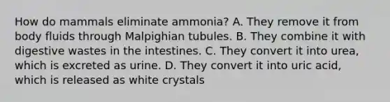 How do mammals eliminate ammonia? A. They remove it from body fluids through Malpighian tubules. B. They combine it with digestive wastes in the intestines. C. They convert it into urea, which is excreted as urine. D. They convert it into uric acid, which is released as white crystals