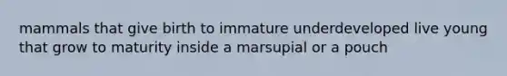 mammals that give birth to immature underdeveloped live young that grow to maturity inside a marsupial or a pouch