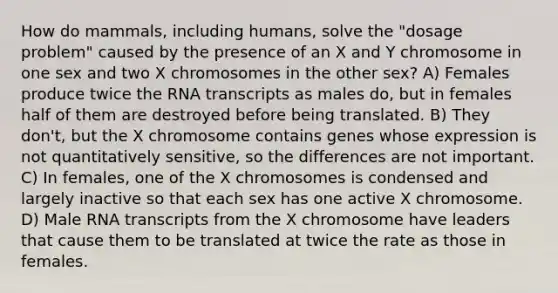 How do mammals, including humans, solve the "dosage problem" caused by the presence of an X and Y chromosome in one sex and two X chromosomes in the other sex? A) Females produce twice the RNA transcripts as males do, but in females half of them are destroyed before being translated. B) They don't, but the X chromosome contains genes whose expression is not quantitatively sensitive, so the differences are not important. C) In females, one of the X chromosomes is condensed and largely inactive so that each sex has one active X chromosome. D) Male RNA transcripts from the X chromosome have leaders that cause them to be translated at twice the rate as those in females.