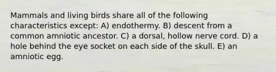 Mammals and living birds share all of the following characteristics except: A) endothermy. B) descent from a common amniotic ancestor. C) a dorsal, hollow nerve cord. D) a hole behind the eye socket on each side of the skull. E) an amniotic egg.