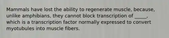 Mammals have lost the ability to regenerate muscle, because, unlike amphibians, they cannot block transcription of _____, which is a transcription factor normally expressed to convert myotubules into muscle fibers.