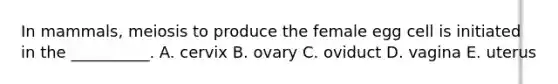 In mammals, meiosis to produce the female egg cell is initiated in the __________. A. cervix B. ovary C. oviduct D. vagina E. uterus