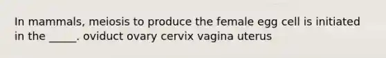 In mammals, meiosis to produce the female egg cell is initiated in the _____. oviduct ovary cervix vagina uterus