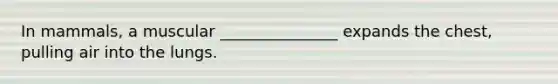 In mammals, a muscular _______________ expands the chest, pulling air into the lungs.