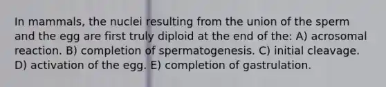 In mammals, the nuclei resulting from the union of the sperm and the egg are first truly diploid at the end of the: A) acrosomal reaction. B) completion of spermatogenesis. C) initial cleavage. D) activation of the egg. E) completion of gastrulation.