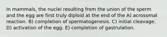 In mammals, the nuclei resulting from the union of the sperm and the egg are first truly diploid at the end of the A) acrosomal reaction. B) completion of spermatogenesis. C) initial cleavage. D) activation of the egg. E) completion of gastrulation.