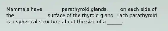 Mammals have _______ parathyroid glands, ____ on each side of the _____________ surface of the thyroid gland. Each parathyroid is a spherical structure about the size of a ______.