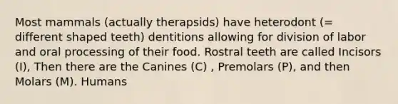 Most mammals (actually therapsids) have heterodont (= different shaped teeth) dentitions allowing for division of labor and oral processing of their food. Rostral teeth are called Incisors (I), Then there are the Canines (C) , Premolars (P), and then Molars (M). Humans