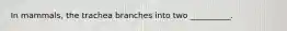 In mammals, the trachea branches into two __________.