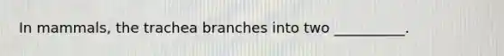 In mammals, the trachea branches into two __________.