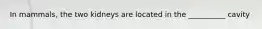 In mammals, the two kidneys are located in the __________ cavity