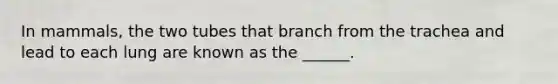 In mammals, the two tubes that branch from the trachea and lead to each lung are known as the ______.