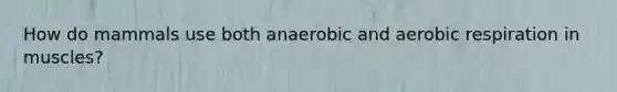 How do mammals use both anaerobic and aerobic respiration in muscles?