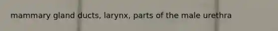 mammary gland ducts, larynx, parts of the male urethra
