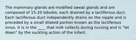 The mammary glands are modified sweat glands and are composed of 15-20 lobules, each drained by a lactiferous duct. Each lactiferous duct independently drains on the nipple and is preceded by a small dilated portion known as the lactiferous sinus. It is in the ____ that milk collects during nursing and is "let down" by the suckling action of the infant.