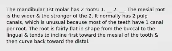 The mandibular 1st molar has 2 roots: 1. __ 2. __. The mesial root is the wider & the stronger of the 2. It normally has 2 pulp canals, which is unusual because most of the teeth have 1 canal per root. The root is fairly flat in shape from the buccal to the lingual & tends to incline first toward the mesial of the tooth & then curve back toward the distal.