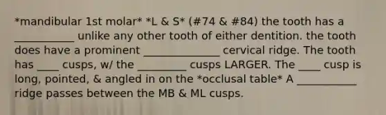 *mandibular 1st molar* *L & S* (#74 & #84) the tooth has a ___________ unlike any other tooth of either dentition. the tooth does have a prominent ______________ cervical ridge. The tooth has ____ cusps, w/ the _________ cusps LARGER. The ____ cusp is long, pointed, & angled in on the *occlusal table* A ___________ ridge passes between the MB & ML cusps.