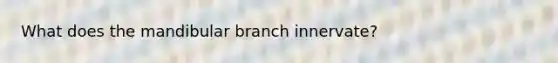 What does the mandibular branch innervate?