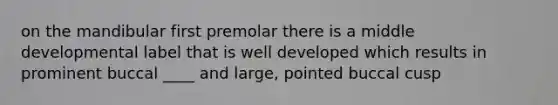 on the mandibular first premolar there is a middle developmental label that is well developed which results in prominent buccal ____ and large, pointed buccal cusp