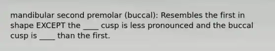 mandibular second premolar (buccal): Resembles the first in shape EXCEPT the ____ cusp is less pronounced and the buccal cusp is ____ than the first.