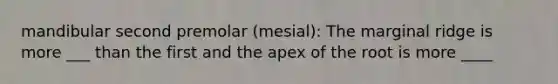 mandibular second premolar (mesial): The marginal ridge is more ___ than the first and the apex of the root is more ____