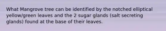 What Mangrove tree can be identified by the notched elliptical yellow/green leaves and the 2 sugar glands (salt secreting glands) found at the base of their leaves.