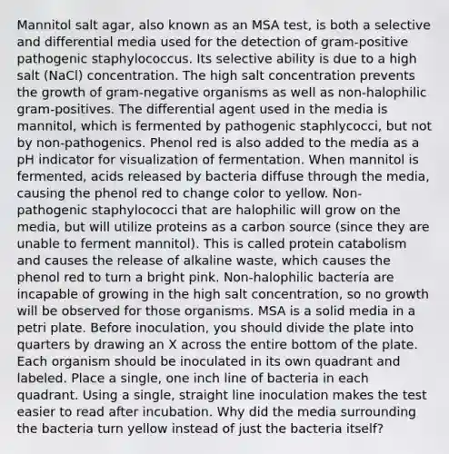 Mannitol salt agar, also known as an MSA test, is both a selective and differential media used for the detection of gram-positive pathogenic staphylococcus. Its selective ability is due to a high salt (NaCl) concentration. The high salt concentration prevents the growth of gram-negative organisms as well as non-halophilic gram-positives. The differential agent used in the media is mannitol, which is fermented by pathogenic staphlycocci, but not by non-pathogenics. Phenol red is also added to the media as a pH indicator for visualization of fermentation. When mannitol is fermented, acids released by bacteria diffuse through the media, causing the phenol red to change color to yellow. Non-pathogenic staphylococci that are halophilic will grow on the media, but will utilize proteins as a carbon source (since they are unable to ferment mannitol). This is called protein catabolism and causes the release of alkaline waste, which causes the phenol red to turn a bright pink. Non-halophilic bacteria are incapable of growing in the high salt concentration, so no growth will be observed for those organisms. MSA is a solid media in a petri plate. Before inoculation, you should divide the plate into quarters by drawing an X across the entire bottom of the plate. Each organism should be inoculated in its own quadrant and labeled. Place a single, one inch line of bacteria in each quadrant. Using a single, straight line inoculation makes the test easier to read after incubation. Why did the media surrounding the bacteria turn yellow instead of just the bacteria itself?