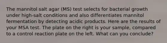 The mannitol salt agar (MS) test selects for bacterial growth under high-salt conditions and also differentiates mannitol fermentation by detecting acidic products. Here are the results of your MSA test. The plate on the right is your sample, compared to a control reaction plate on the left. What can you conclude?