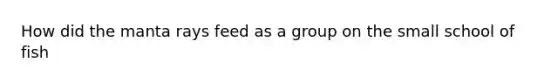 How did the manta rays feed as a group on the small school of fish