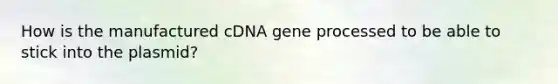 How is the manufactured cDNA gene processed to be able to stick into the plasmid?