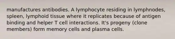 manufactures antibodies. A lymphocyte residing in lymphnodes, spleen, lymphoid tissue where it replicates because of antigen binding and helper T cell interactions. It's progeny (clone members) form memory cells and plasma cells.