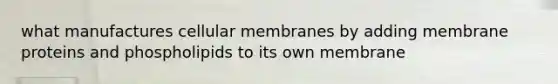 what manufactures cellular membranes by adding membrane proteins and phospholipids to its own membrane