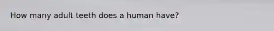 How many adult teeth does a human have?