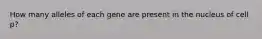 How many alleles of each gene are present in the nucleus of cell p?