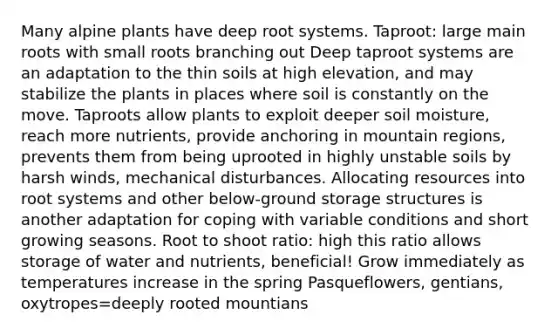 Many alpine plants have deep root systems. Taproot: large main roots with small roots branching out Deep taproot systems are an adaptation to the thin soils at high elevation, and may stabilize the plants in places where soil is constantly on the move. Taproots allow plants to exploit deeper soil moisture, reach more nutrients, provide anchoring in mountain regions, prevents them from being uprooted in highly unstable soils by harsh winds, mechanical disturbances. Allocating resources into root systems and other below-ground storage structures is another adaptation for coping with variable conditions and short growing seasons. Root to shoot ratio: high this ratio allows storage of water and nutrients, beneficial! Grow immediately as temperatures increase in the spring Pasqueflowers, gentians, oxytropes=deeply rooted mountians