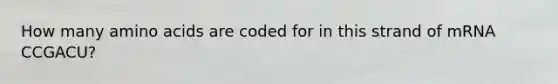How many amino acids are coded for in this strand of mRNA CCGACU?