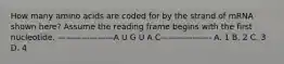 How many amino acids are coded for by the strand of mRNA shown here? Assume the reading frame begins with the first nucleotide. ———————A U G U A C——————- A. 1 B. 2 C. 3 D. 4