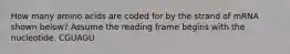 How many amino acids are coded for by the strand of mRNA shown below? Assume the reading frame begins with the nucleotide. CGUAGU