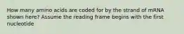 How many amino acids are coded for by the strand of mRNA shown here? Assume the reading frame begins with the first nucleotide