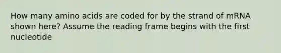 How many amino acids are coded for by the strand of mRNA shown here? Assume the reading frame begins with the first nucleotide