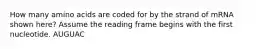 How many amino acids are coded for by the strand of mRNA shown here? Assume the reading frame begins with the first nucleotide. AUGUAC