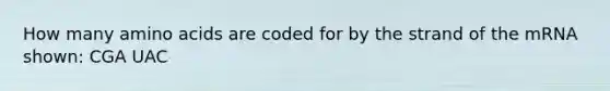 How many amino acids are coded for by the strand of the mRNA shown: CGA UAC
